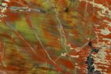 Colorful Petrified Wood (Araucarioxylon) Slab - Arizona #132213-1